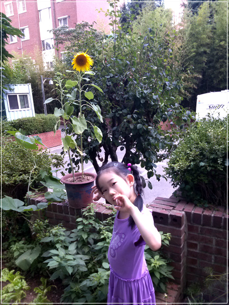 ywnj-sunflower130708.jpg